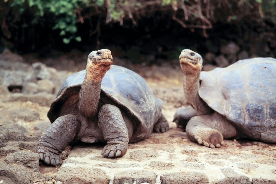 Turtles Turtles
