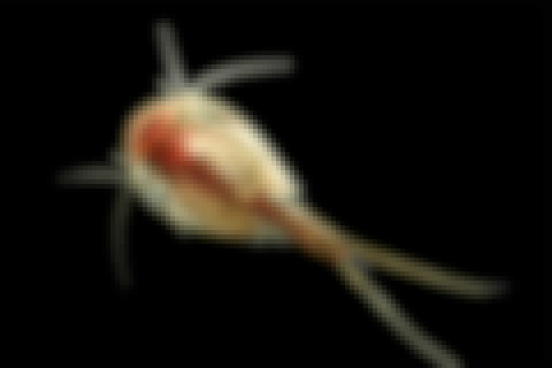 Notostraca