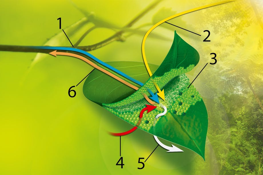 Photosynthesis Photosynthesis