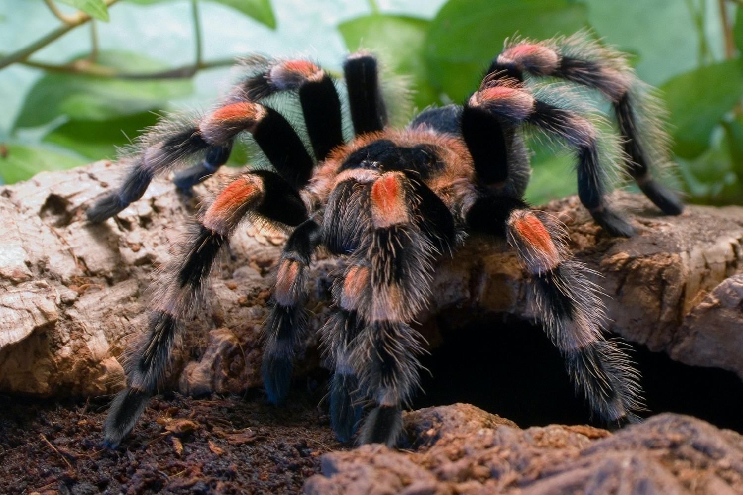 arachofobi arachofobi