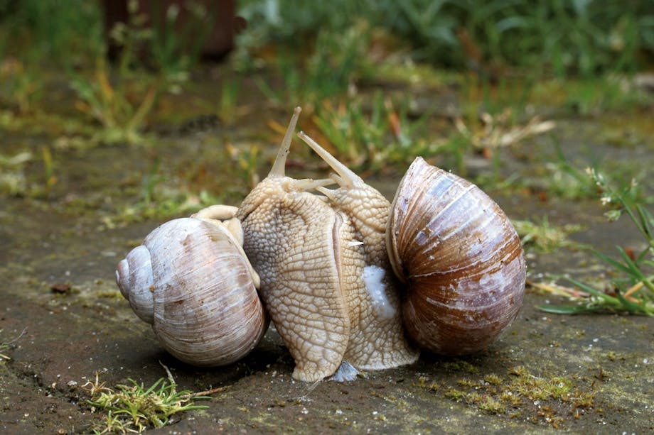 Snails mating Snails mating