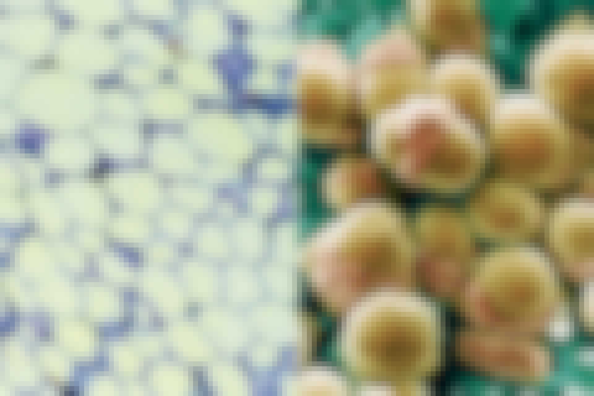 white and brown fat cells