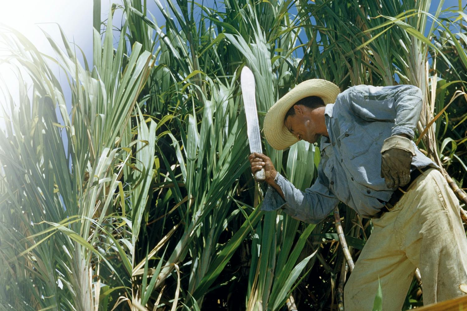Sugar cane plantation Sugar cane plantation