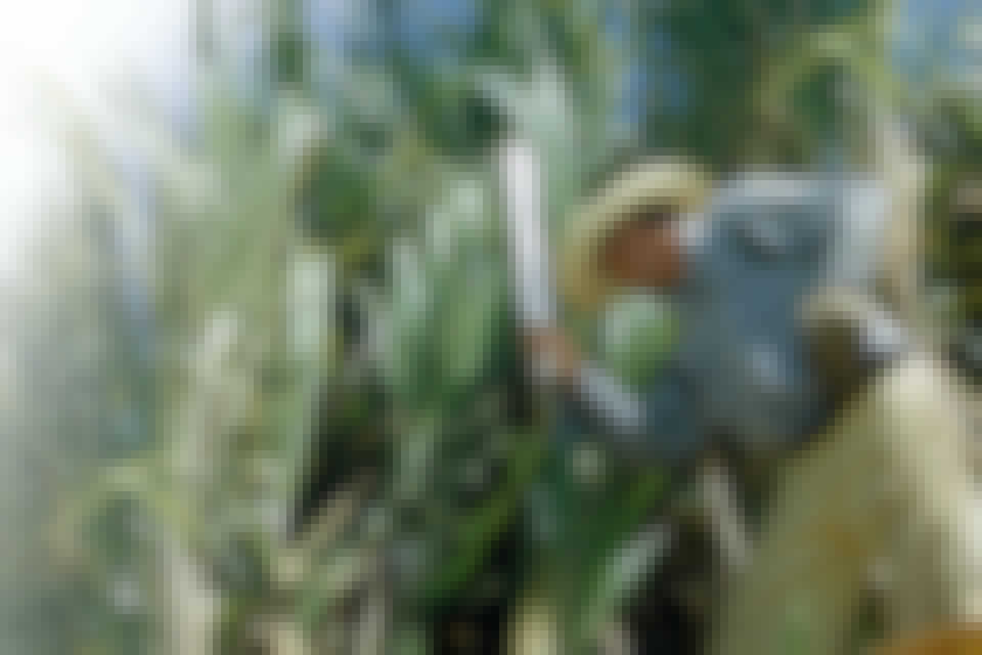 Sugar cane plantation