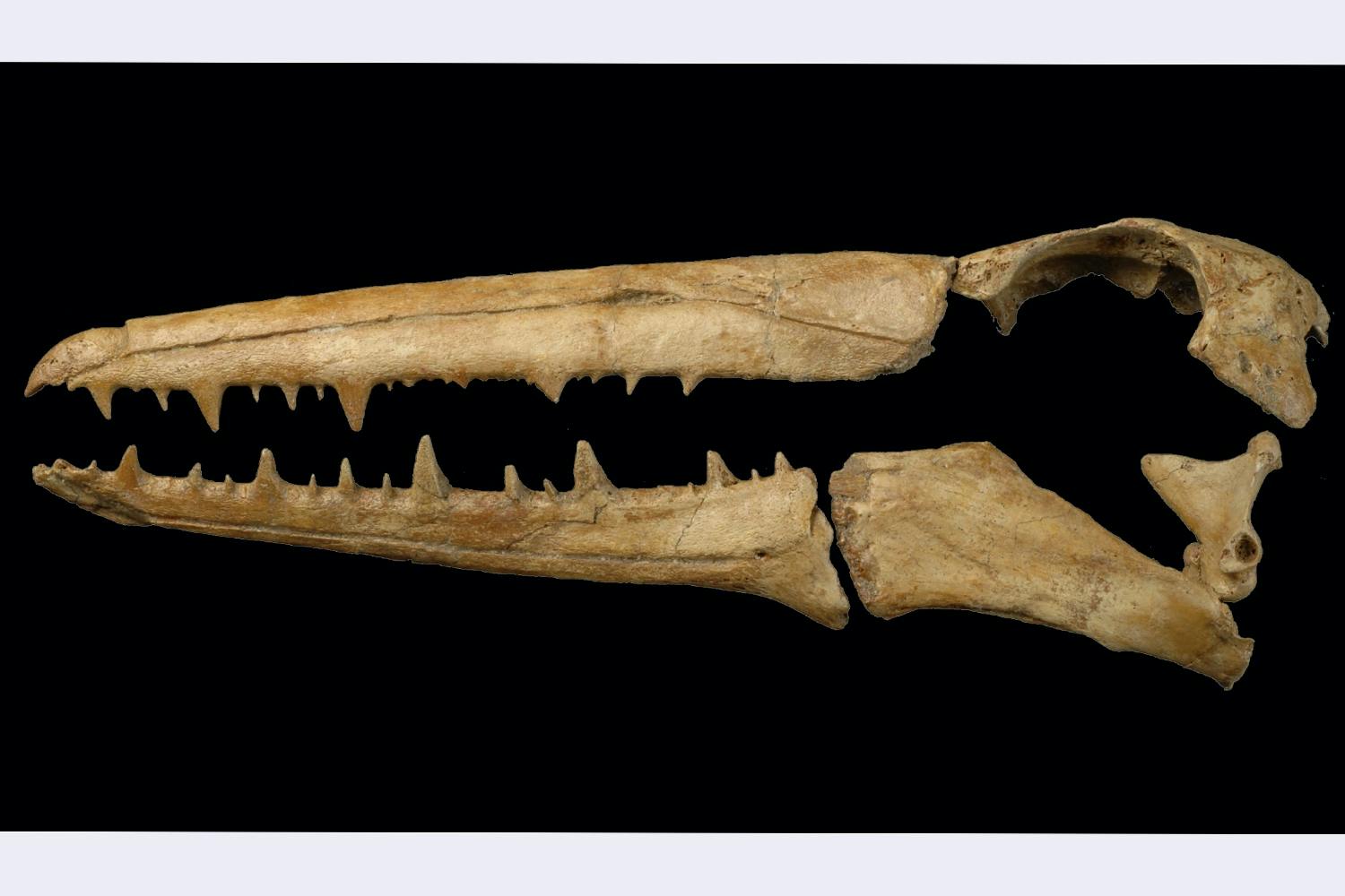 Pelagornis chilensis scull Pelagornis chilensis scull