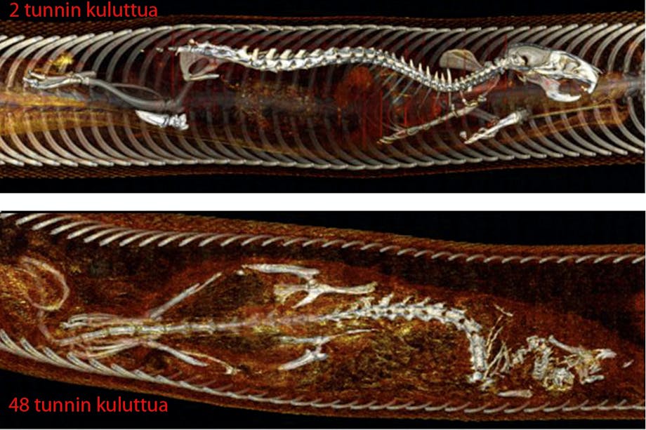 X-ray of python X-ray of python