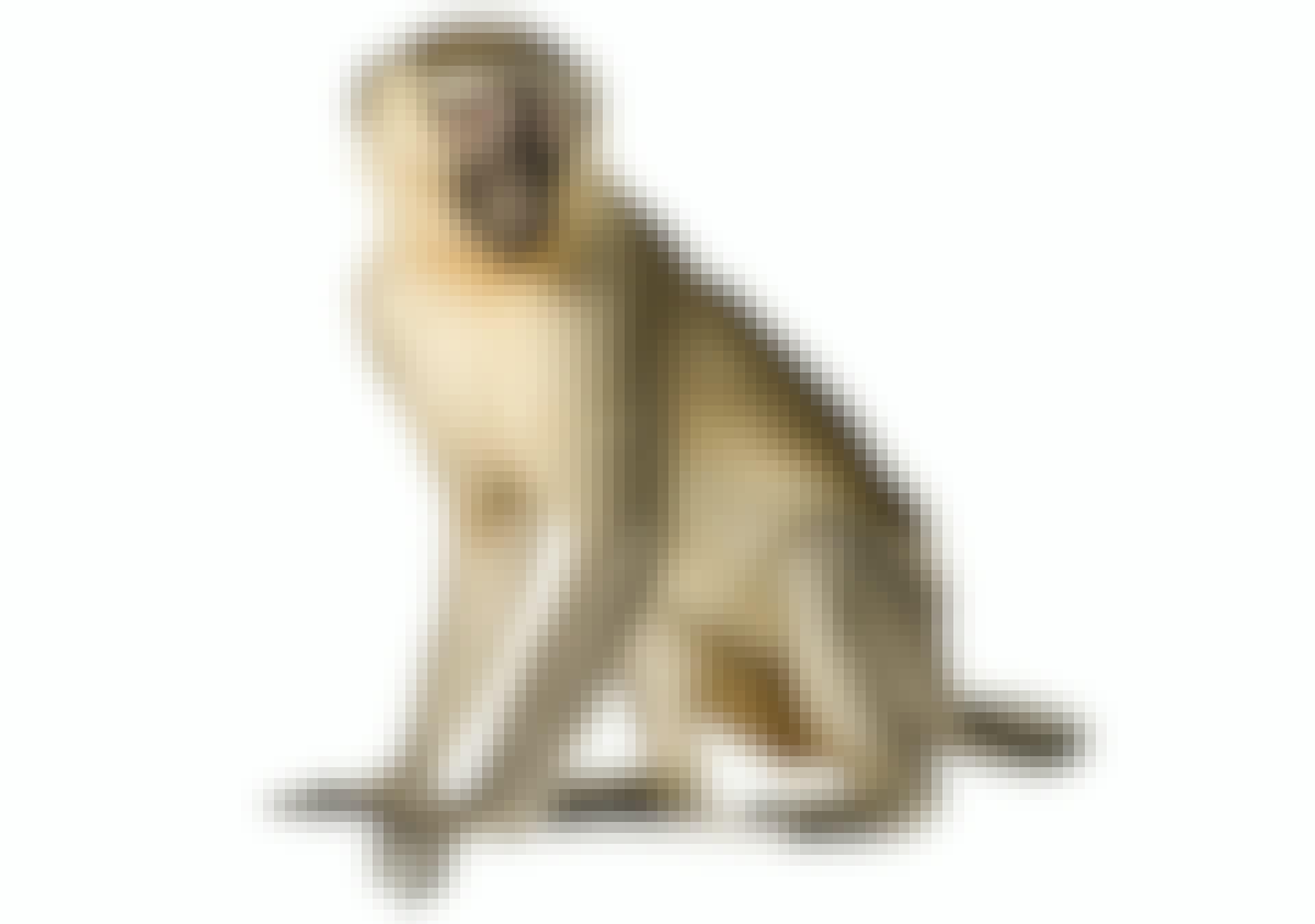 Monkey drawing