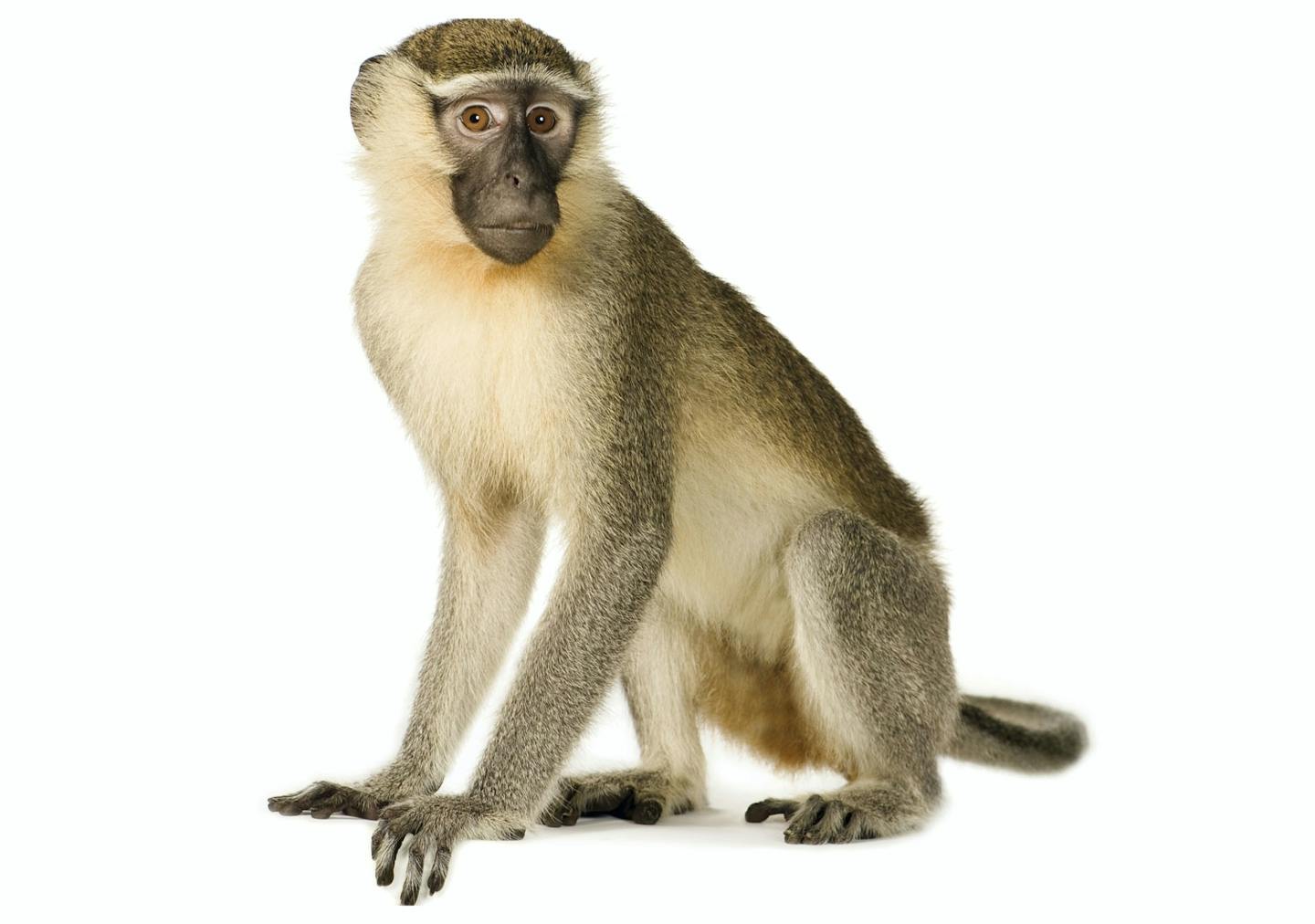 Monkey drawing Monkey drawing