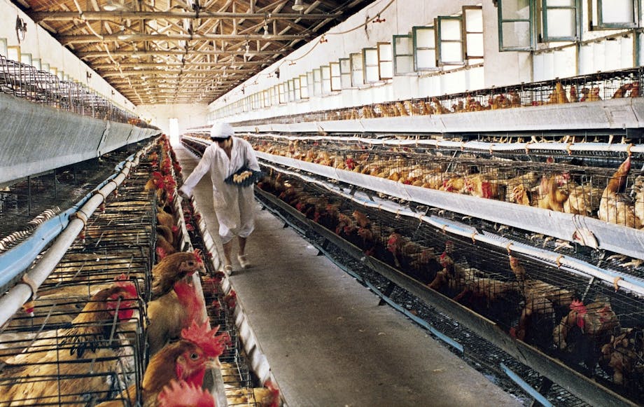 Chicken farm Chicken farm