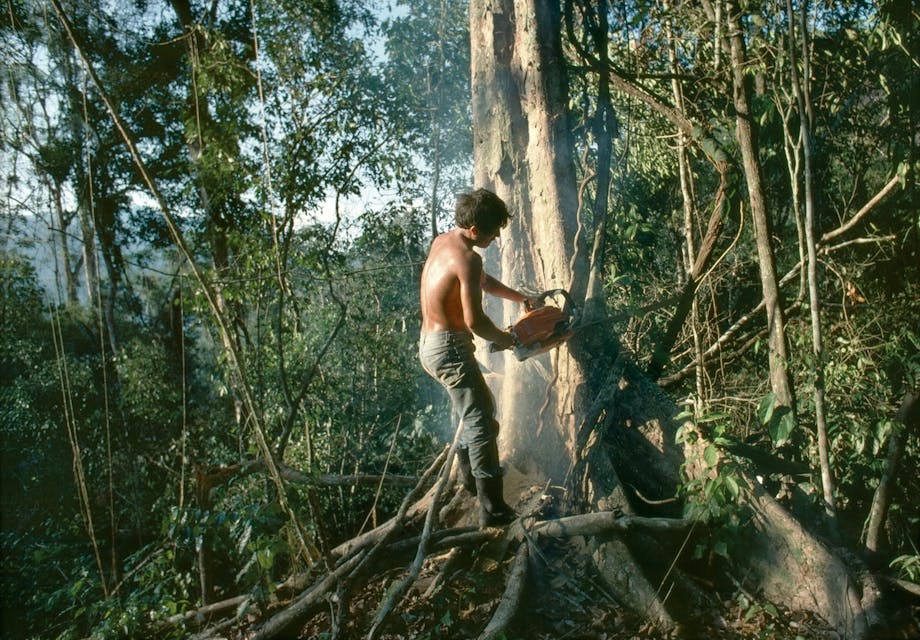 Lumberjack in jungle Lumberjack in jungle