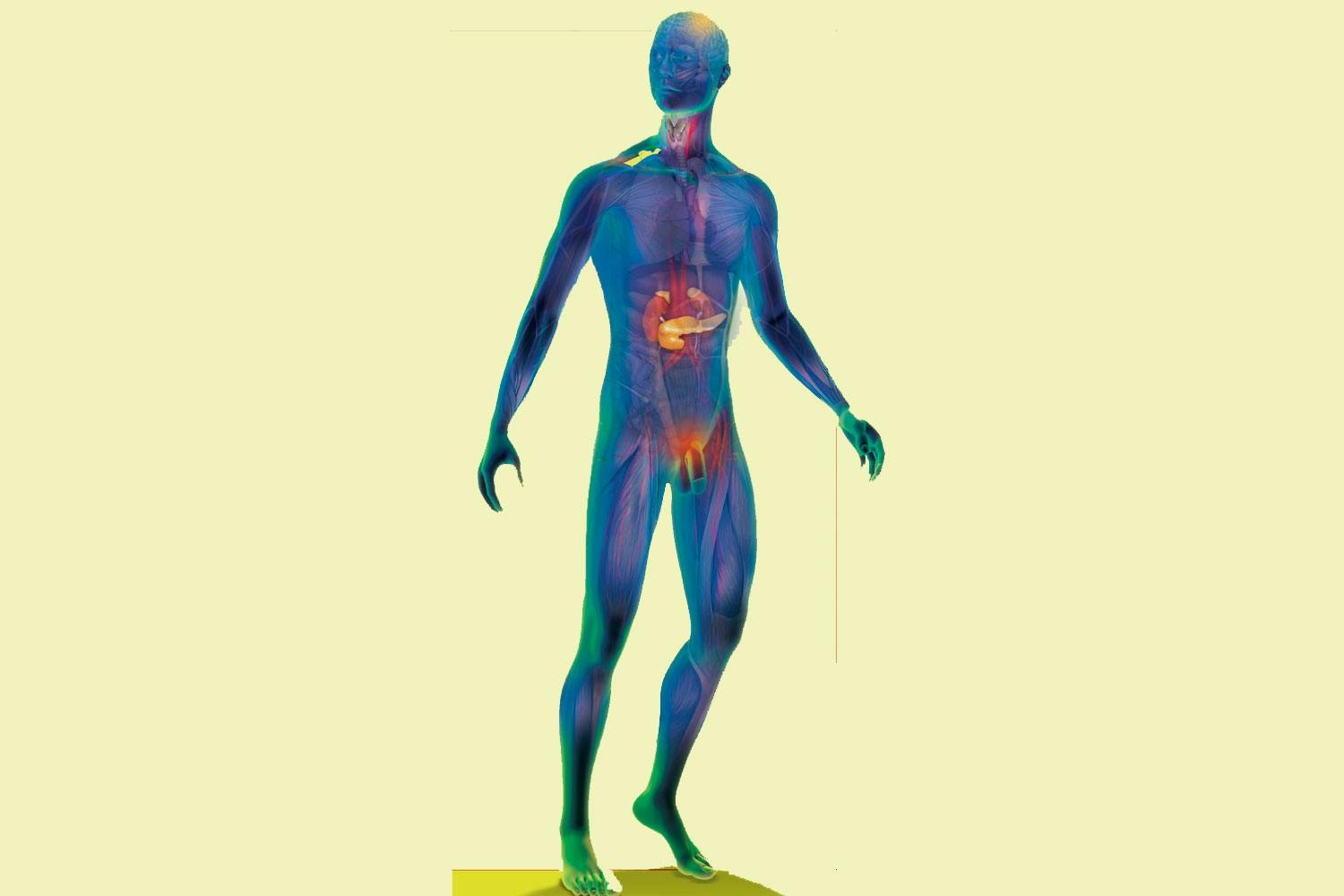 Man with highlighted organs Man with highlighted organs