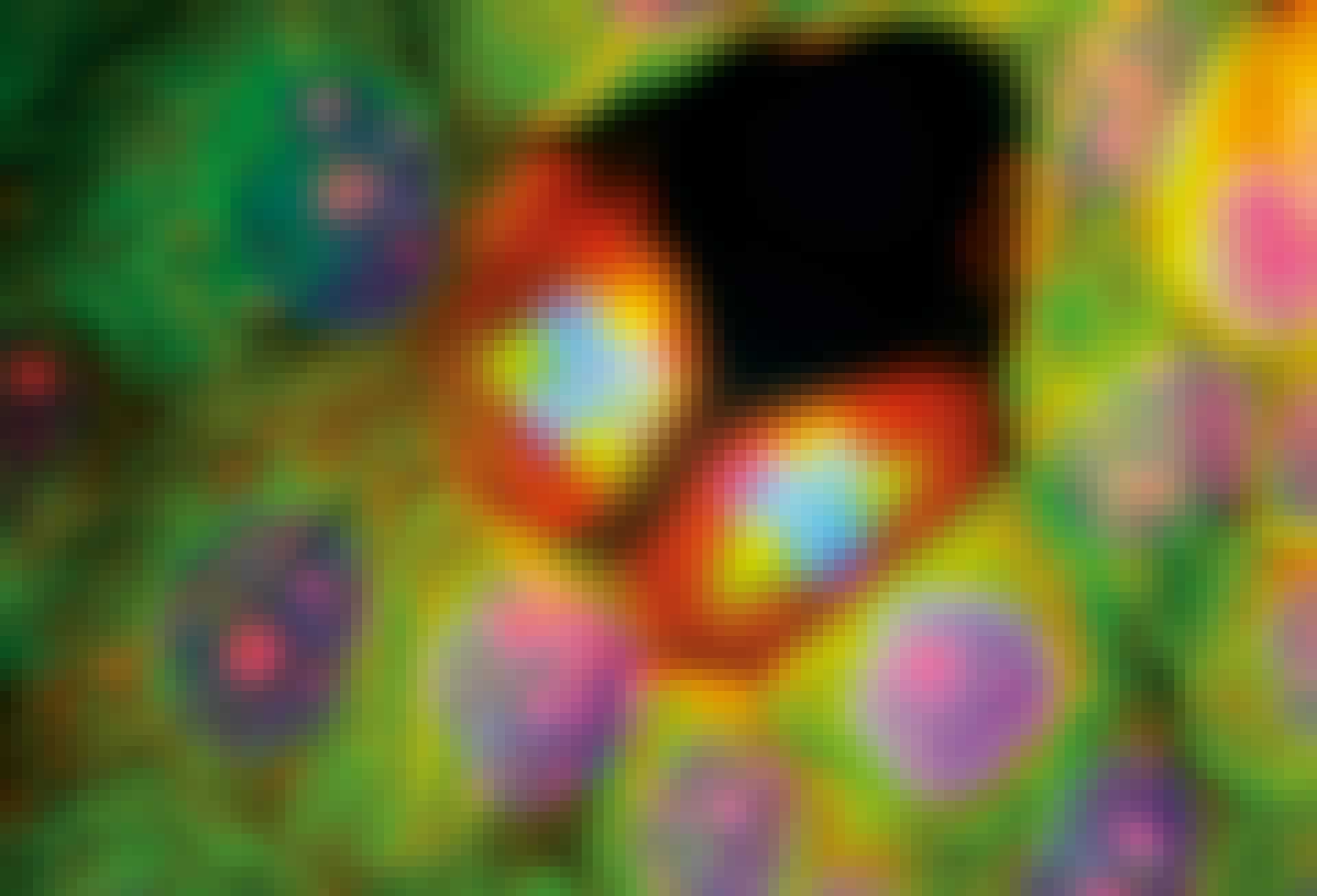 Cancer cells