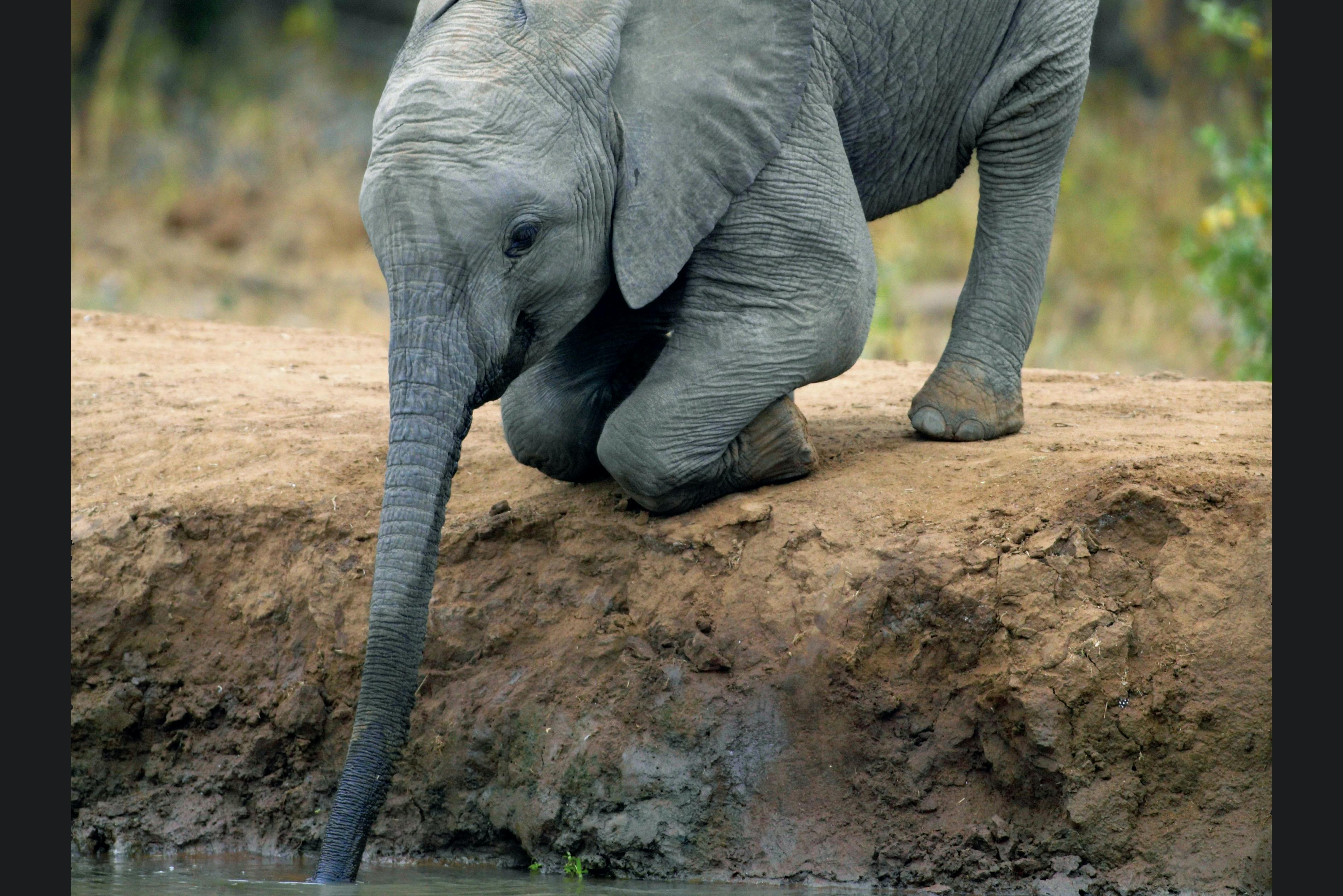 Hoeveel kan een olifant drinken?