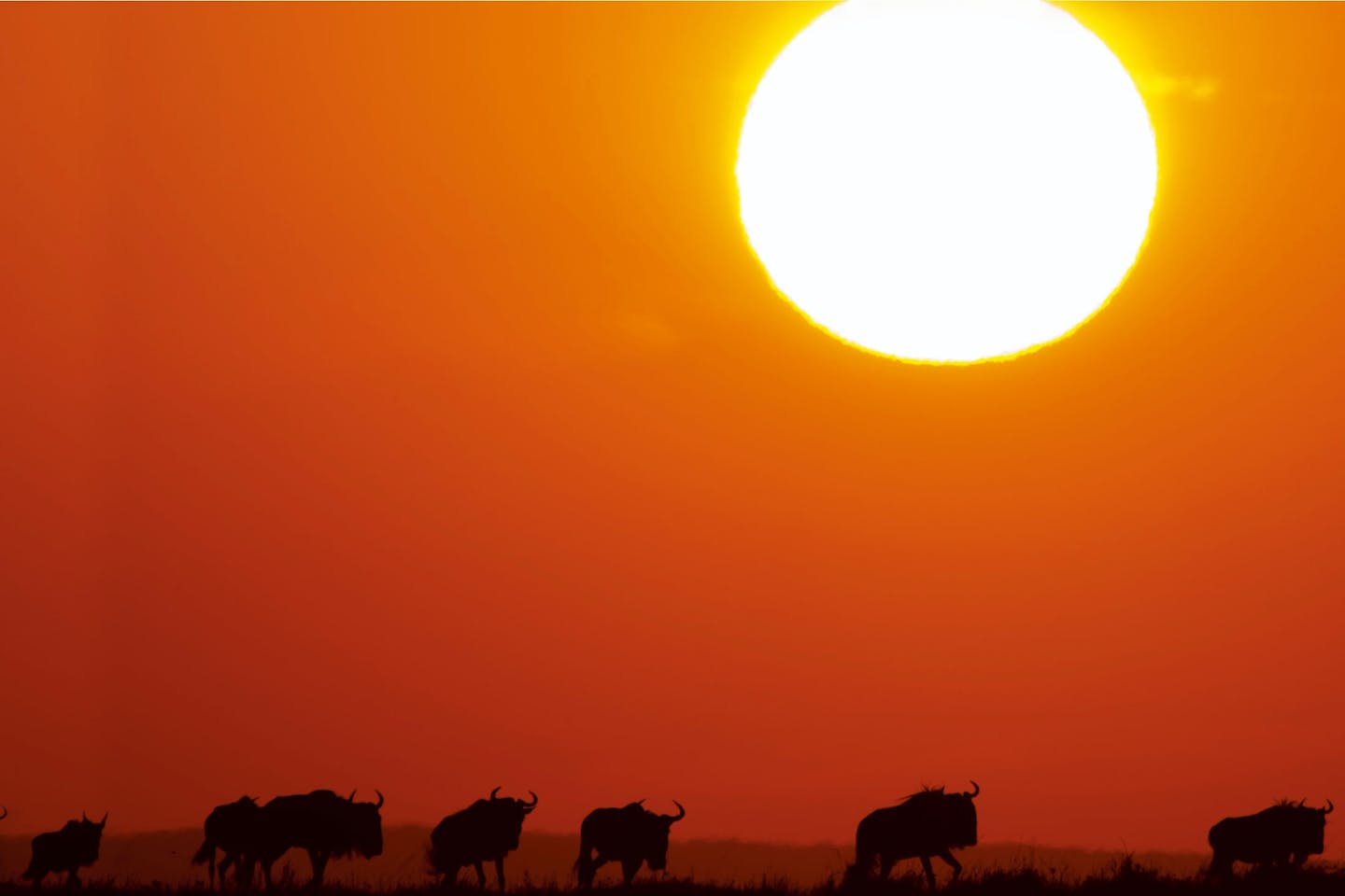Sun and buffalos Sun and buffalos