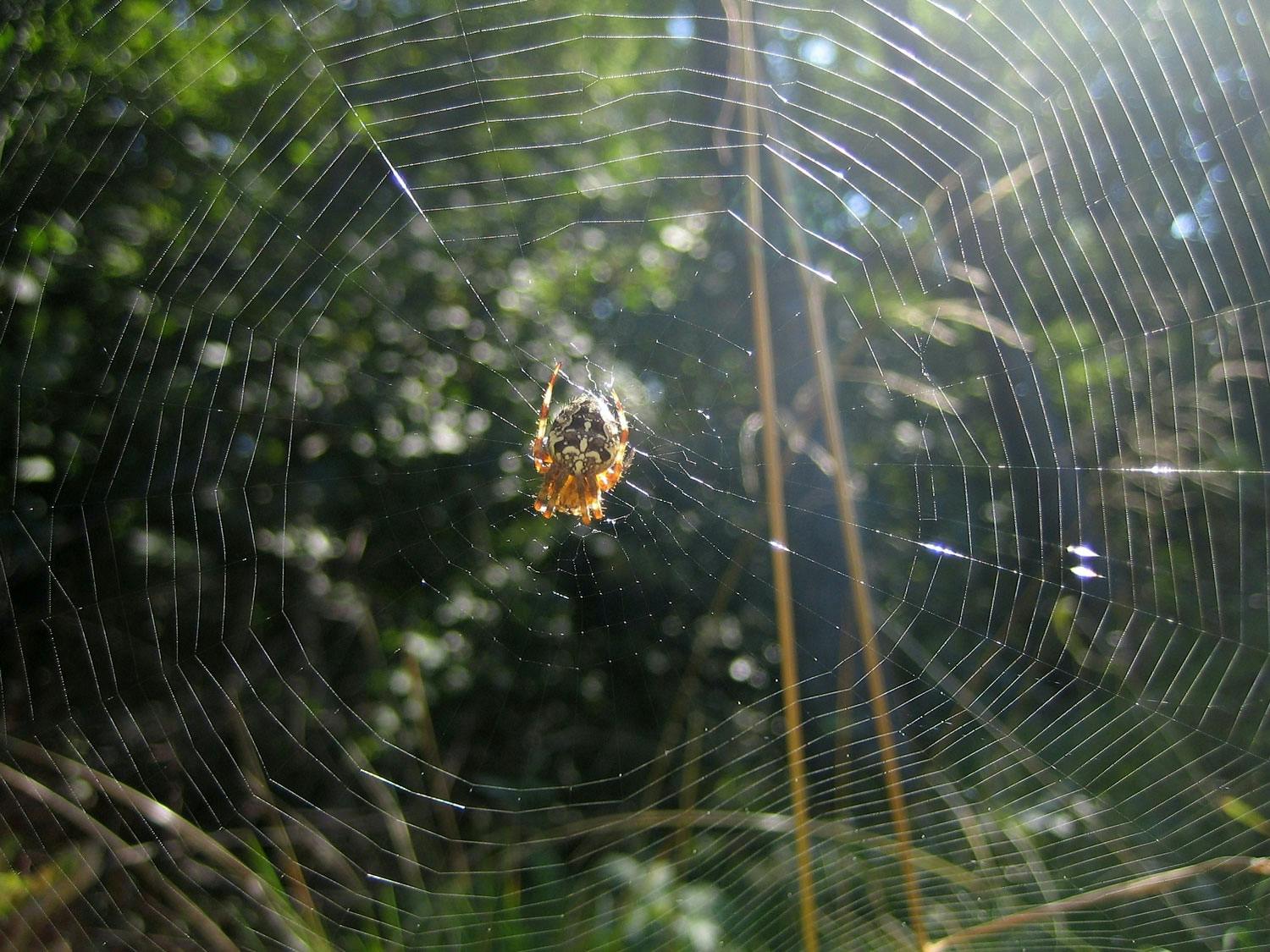 Spider in web Spider in web