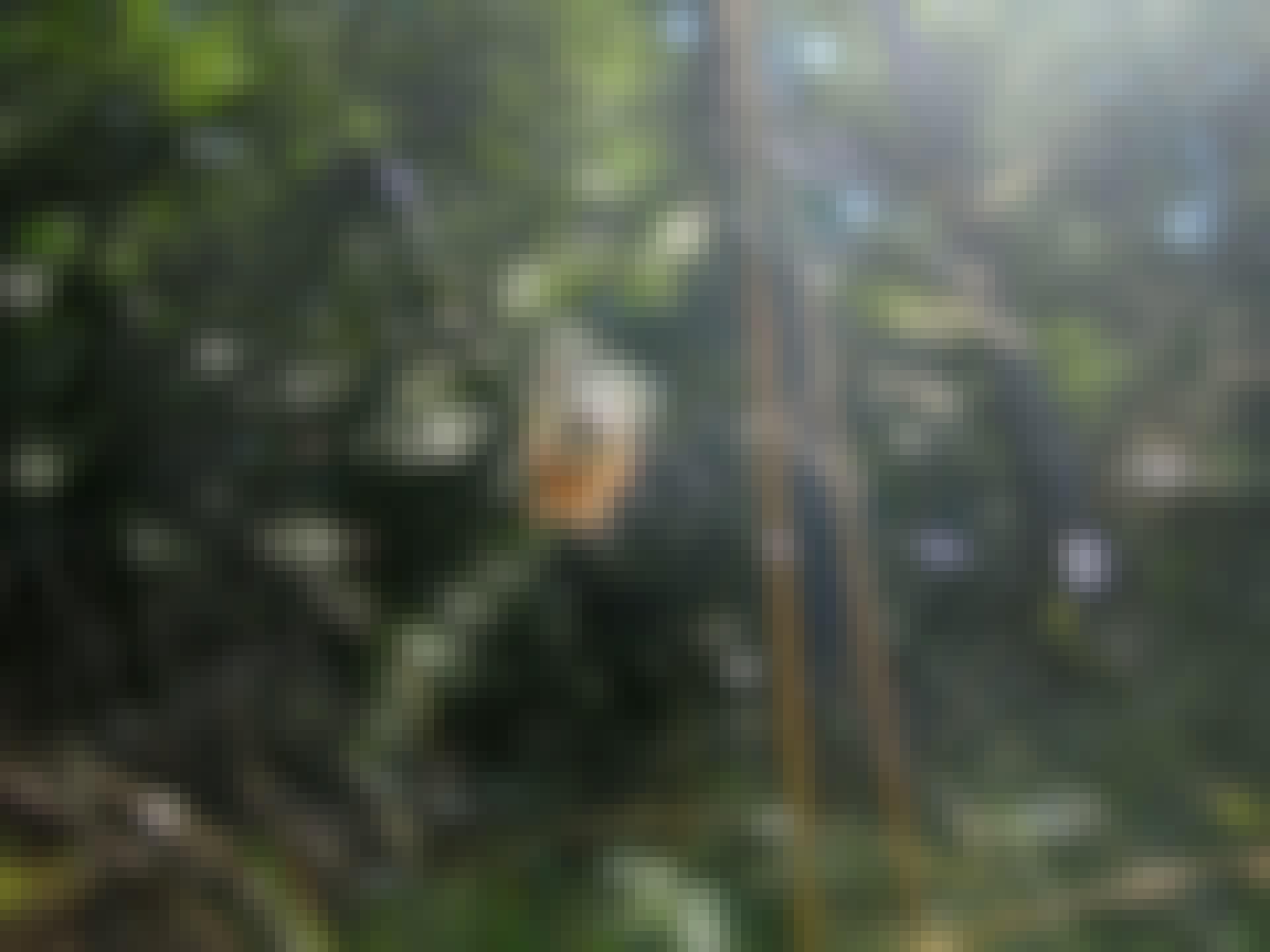 Spider in web