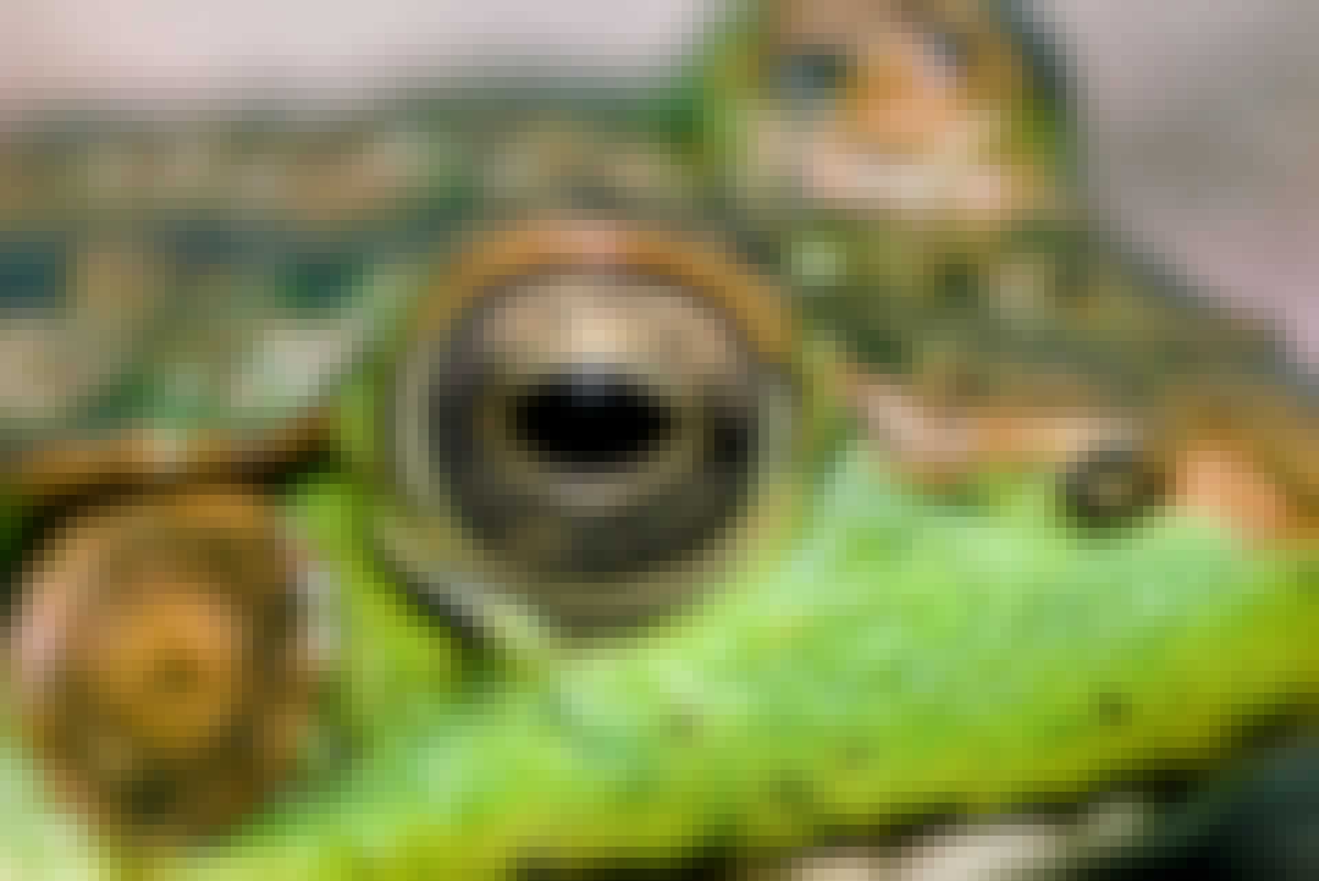 Frog brain