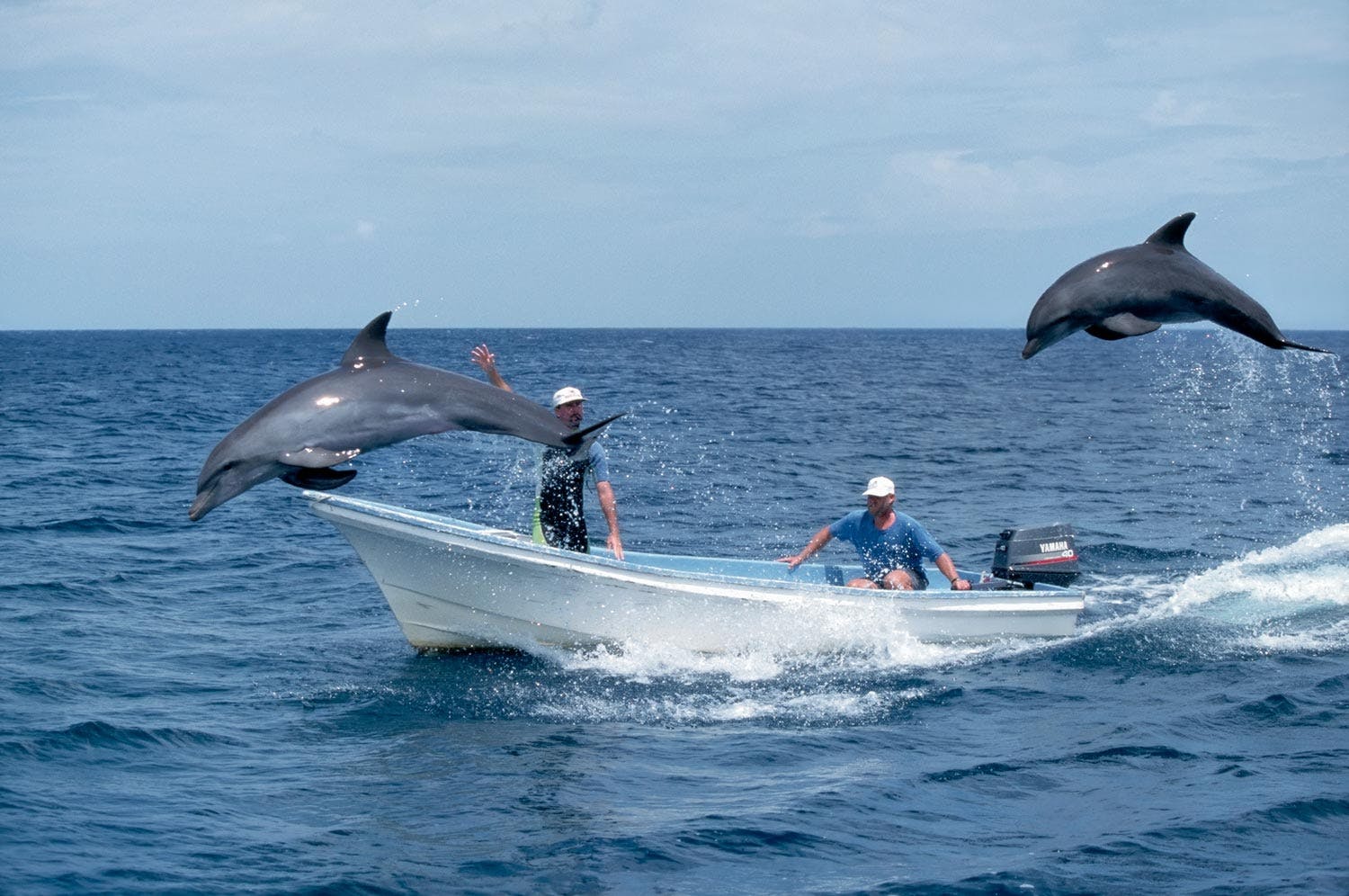Dolphins playing with men in boat Dolphins playing with men in boat