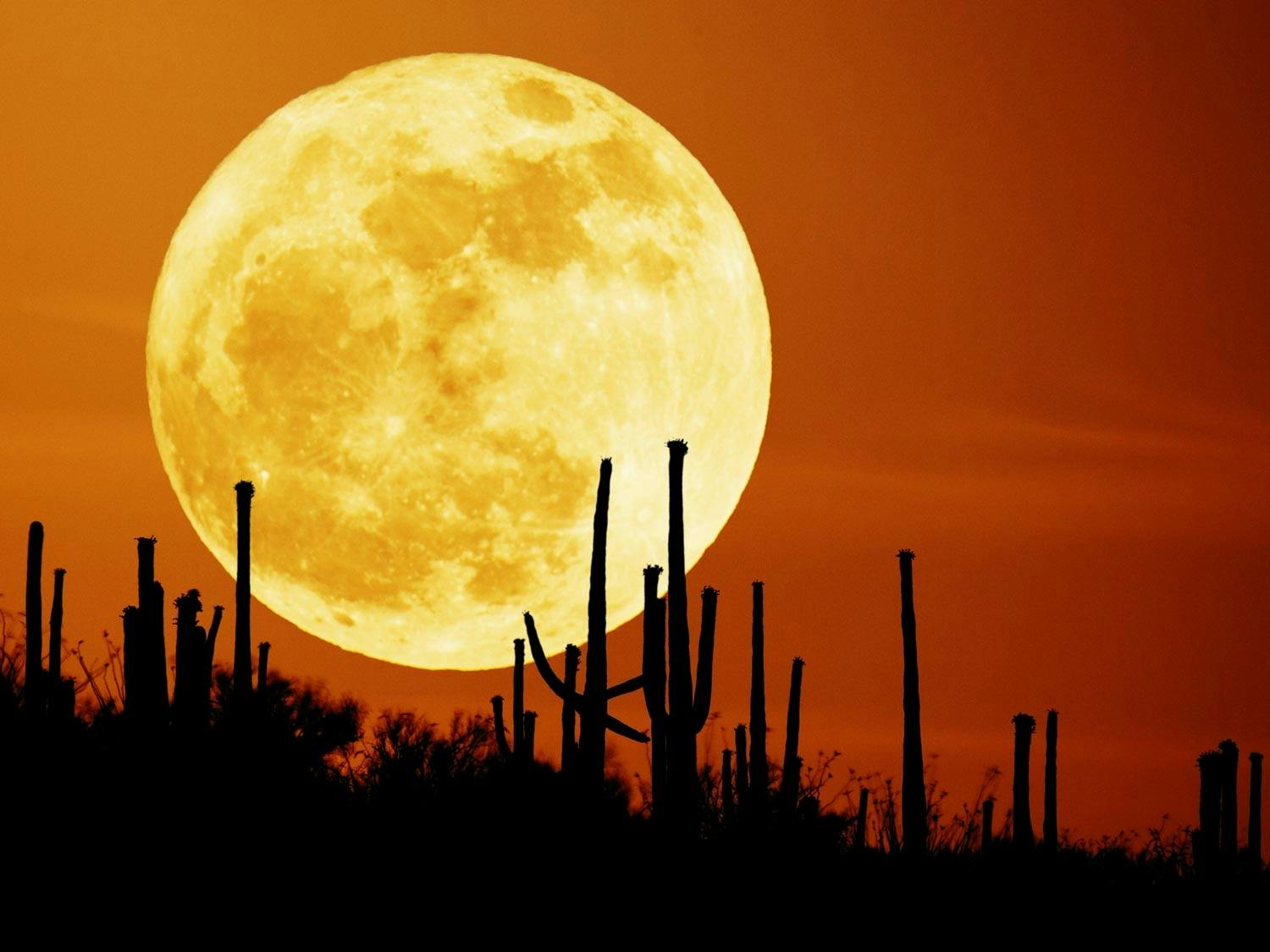 Orange moon Orange moon
