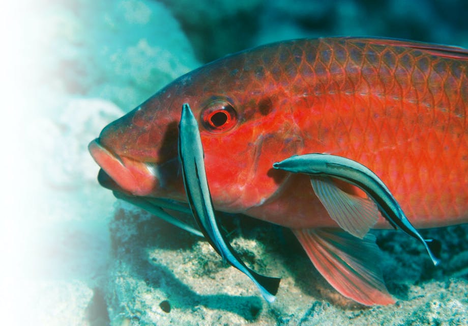 Cleaner wrasse Cleaner wrasse
