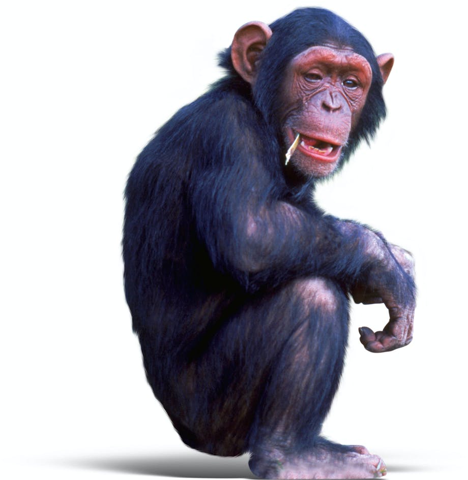 Chimpanse sitting Chimpanse sitting