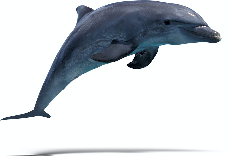 Dolphine Dolphine