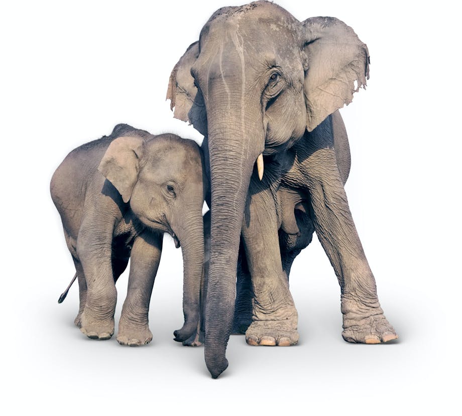 elephant elephant