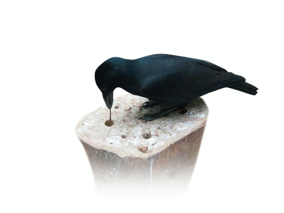 Crow looking for food Crow looking for food