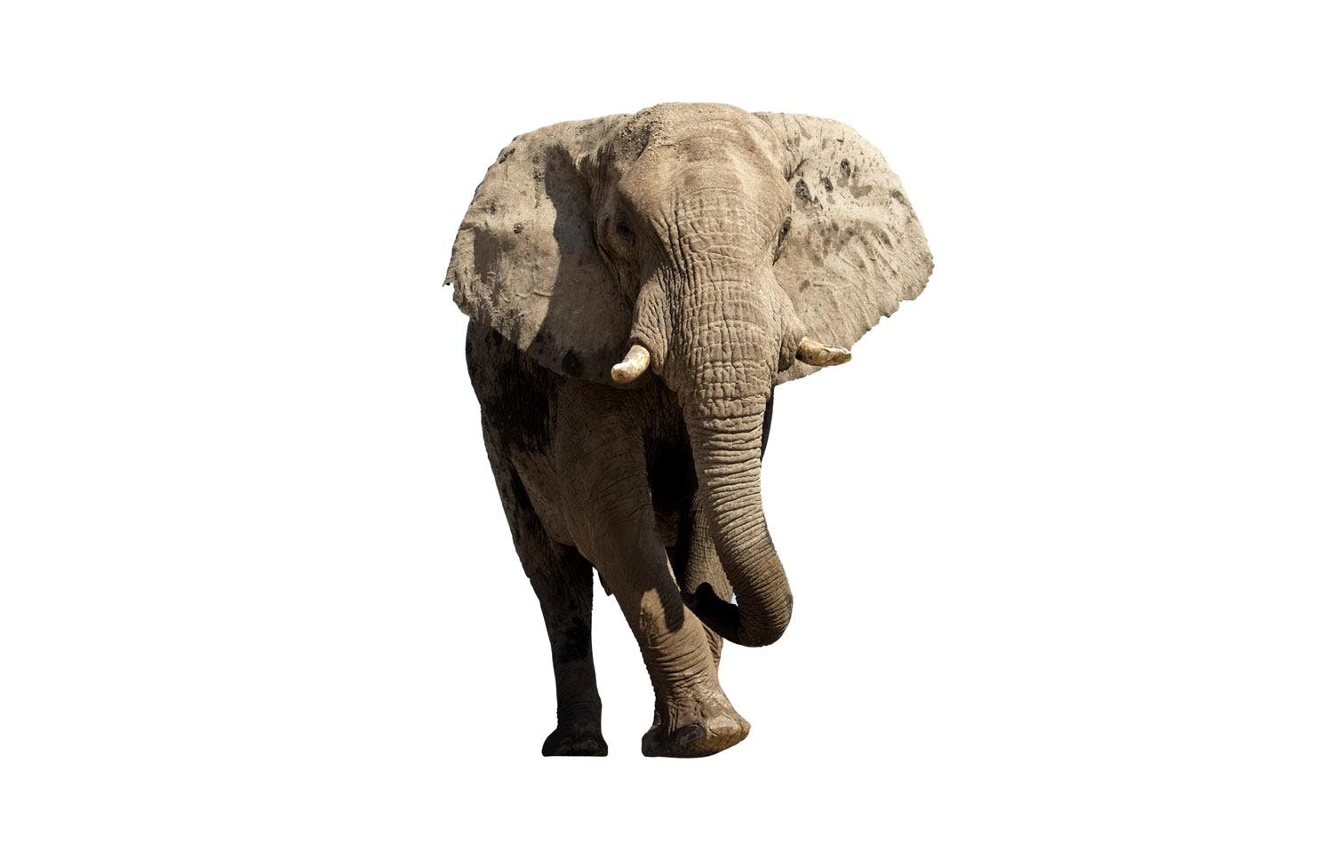 Elephant Elephant