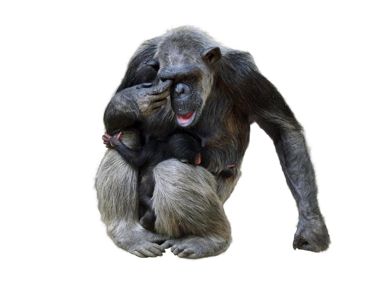 Chimp sleep Chimp sleep