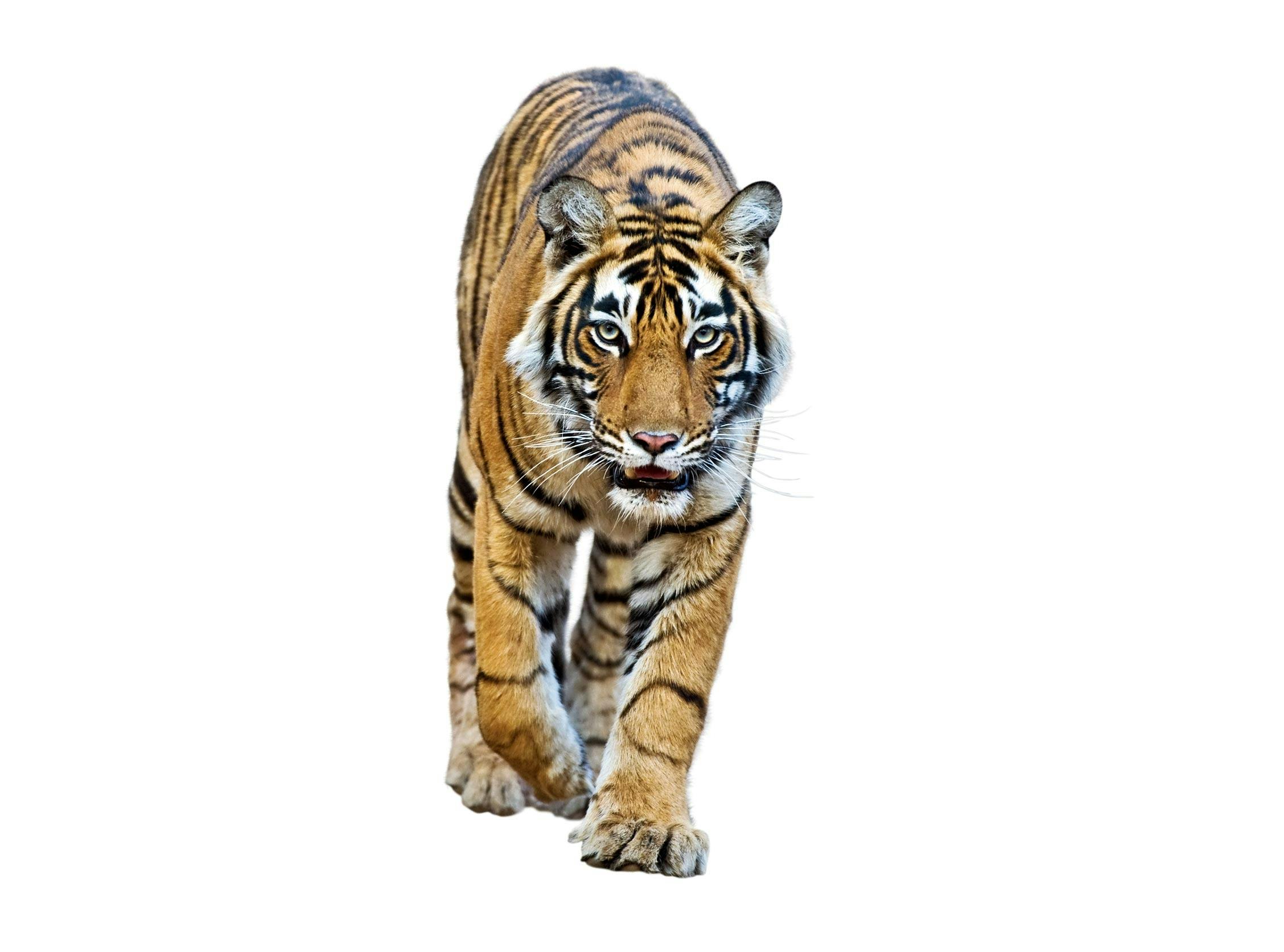 Tiger Tiger