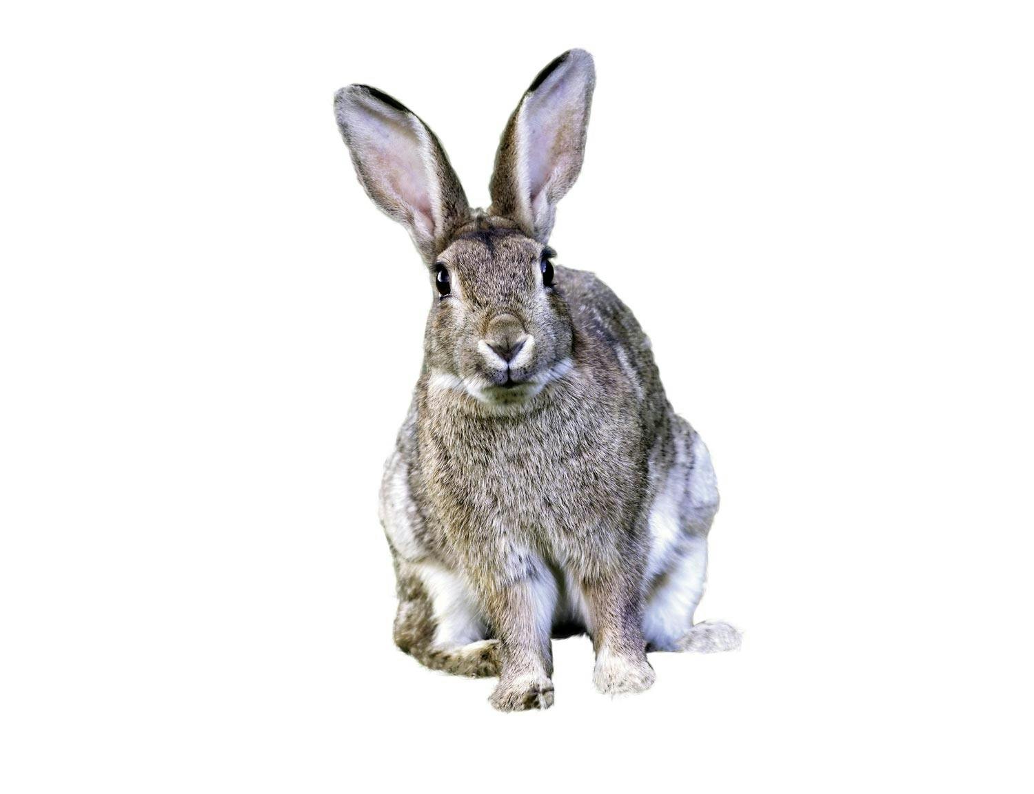 Rabbit Rabbit