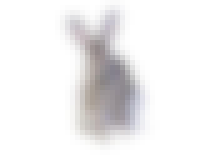 Rabbit Rabbit