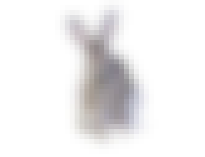 Rabbit Rabbit
