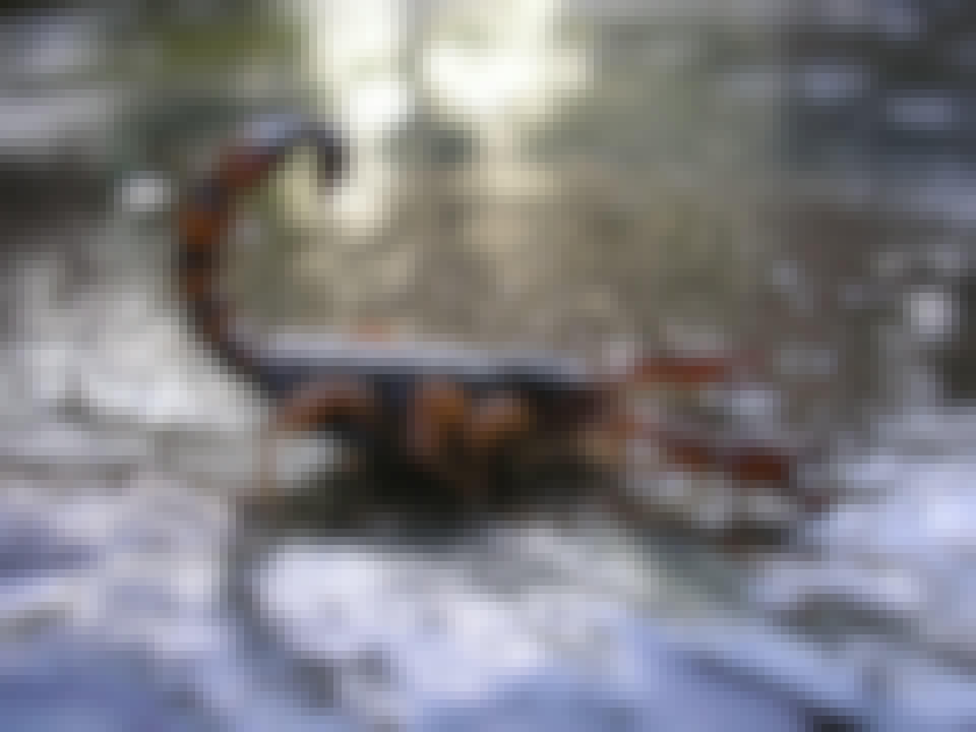 Scorpion