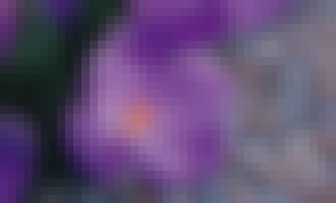 Crocus Crocus
