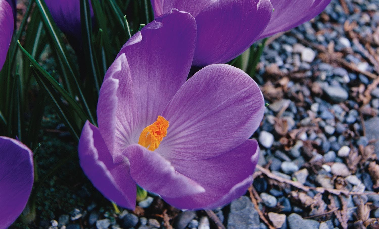 Crocus Crocus
