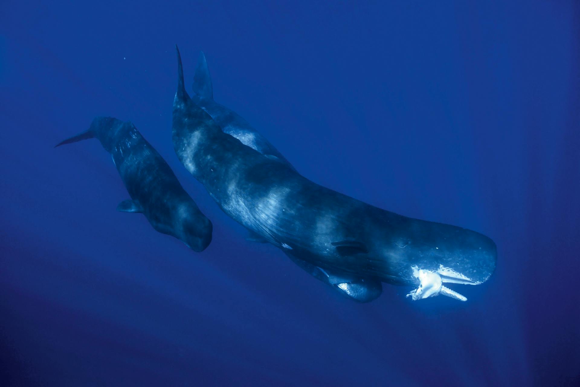 Sperm Whale with squid Sperm Whale with squid