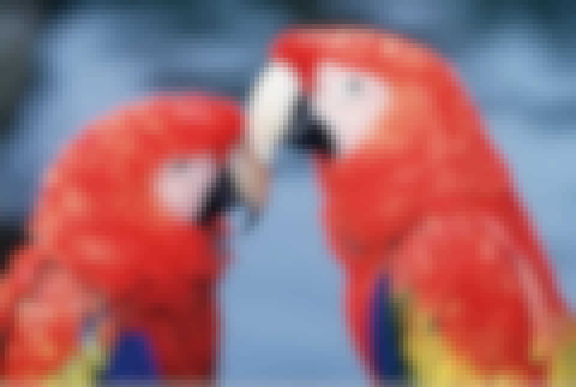 Parrots