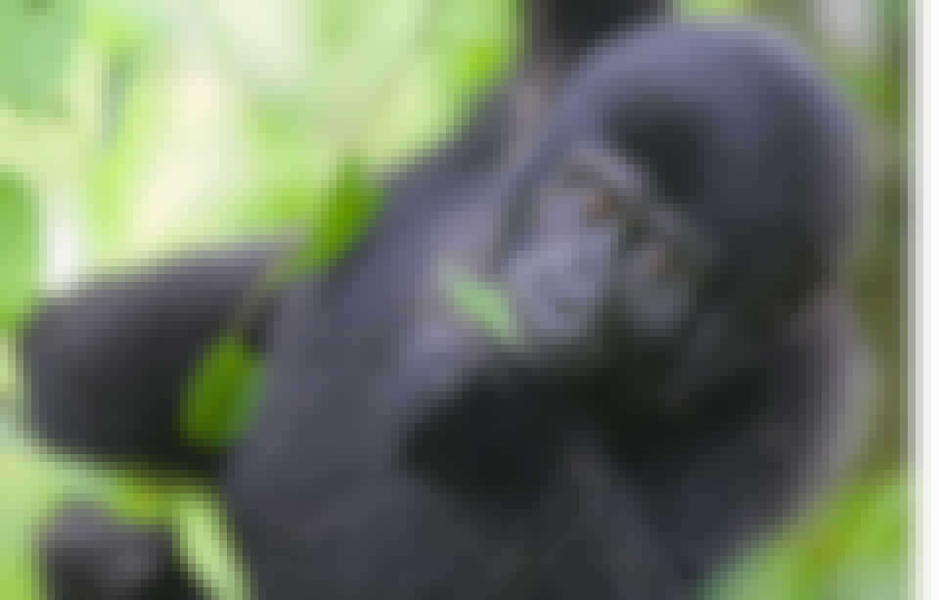 Gorilla baby