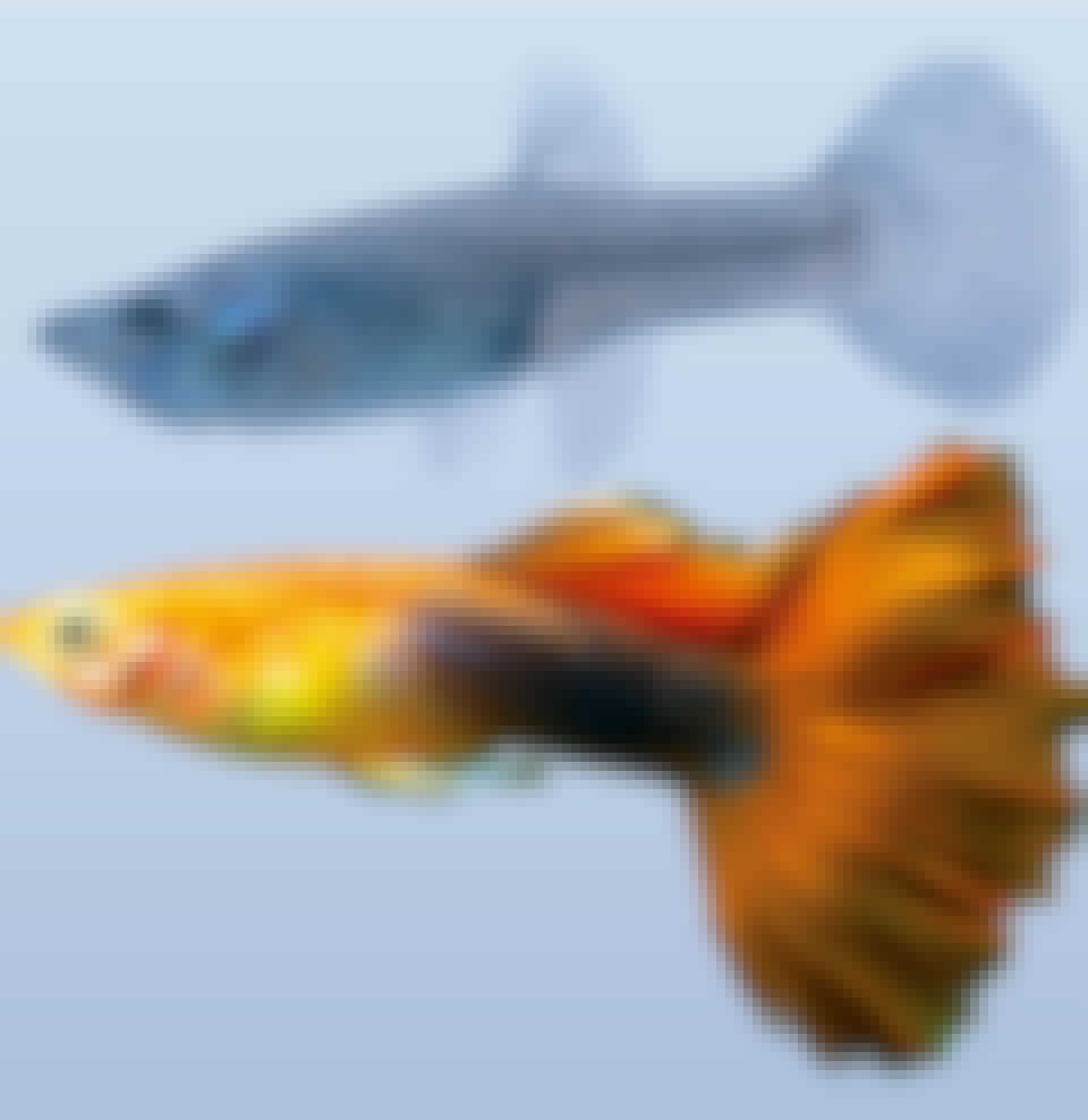 Guppy