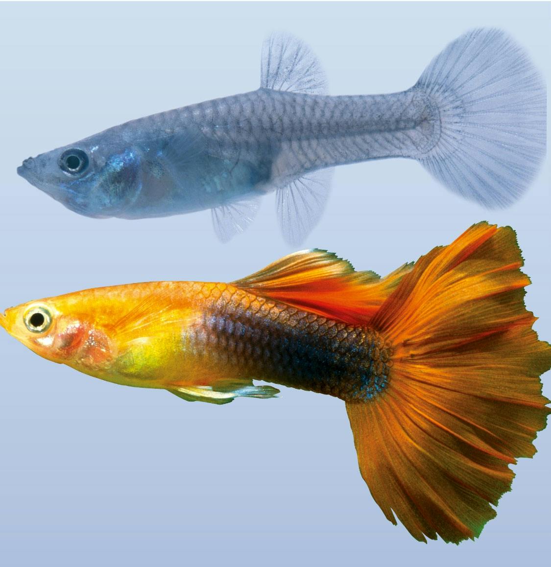 Guppy Guppy