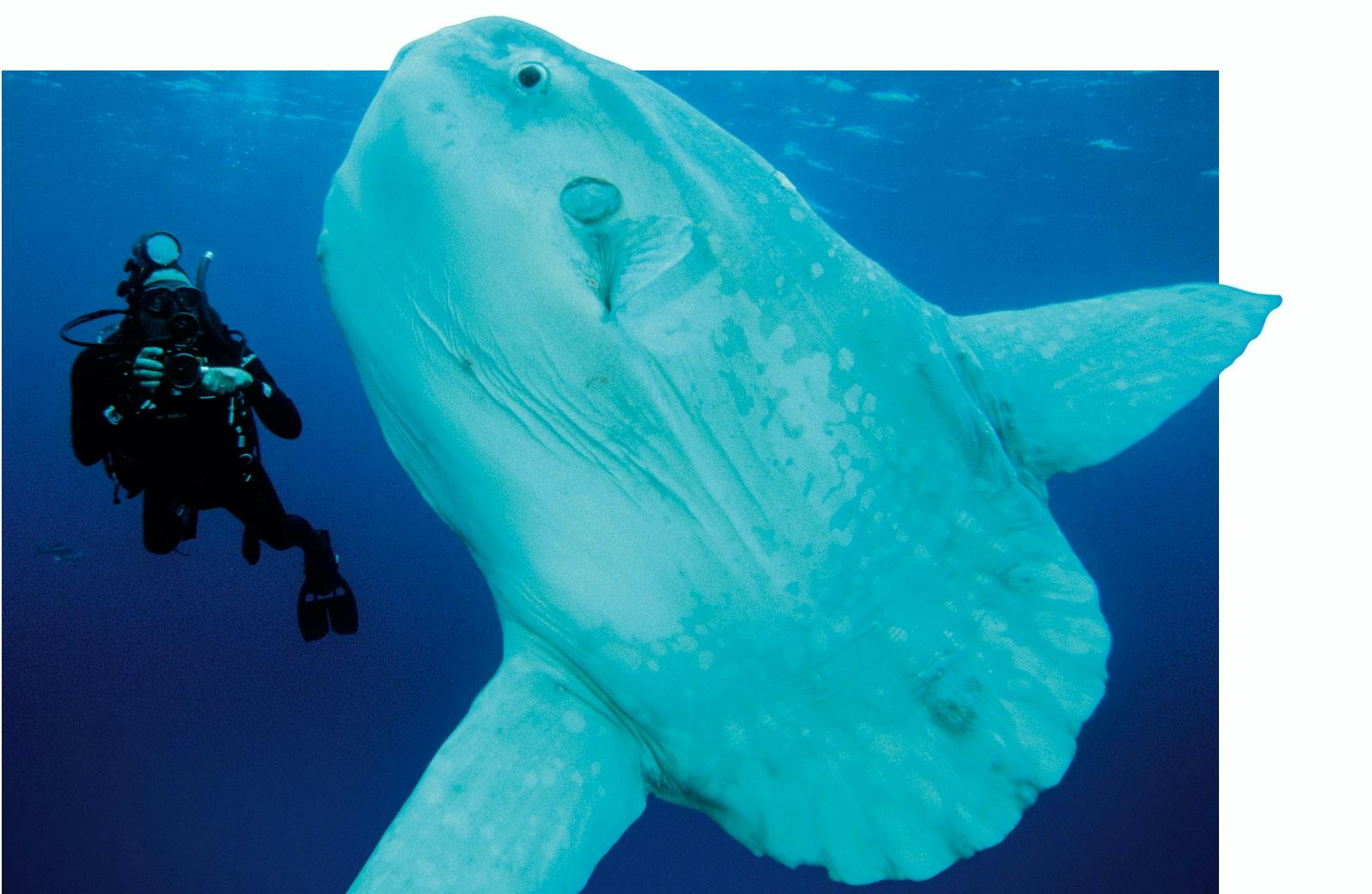 Ocean sunfish Ocean sunfish