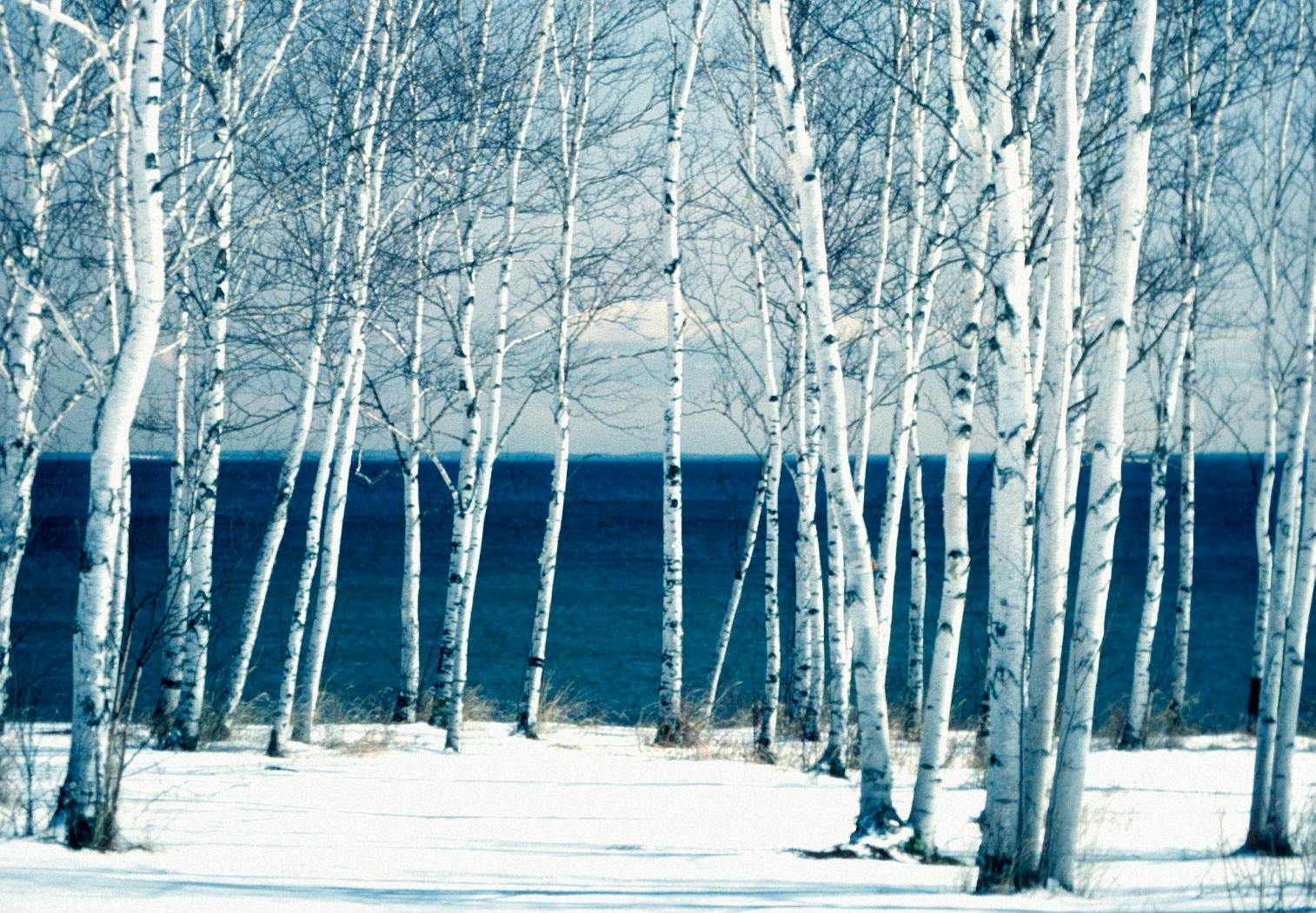 Birch Birch