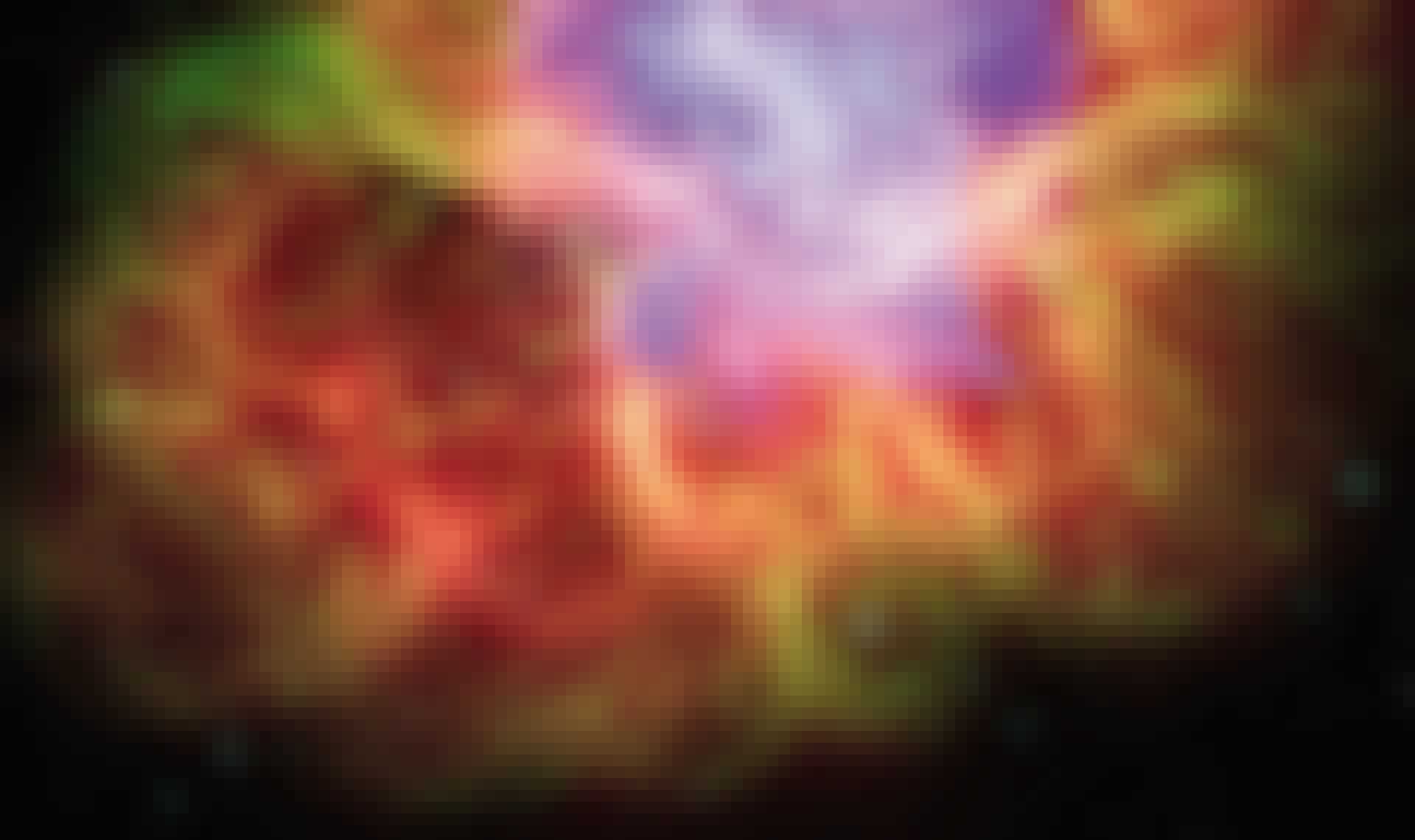 Supernova Supernova