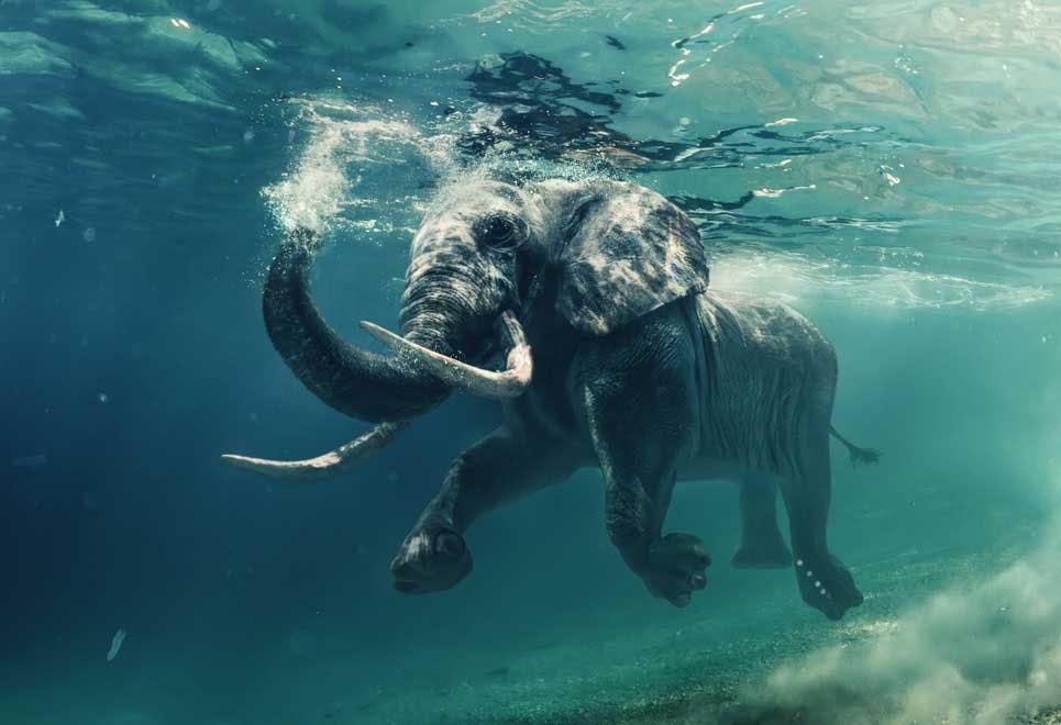 Truede dyrearter - elefant Truede dyrearter - elefant
