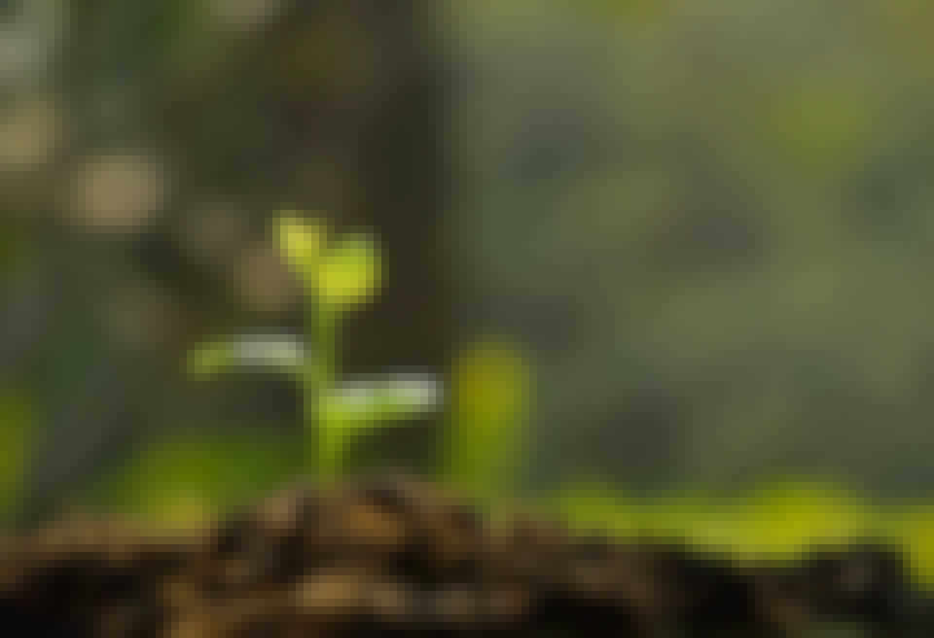 Fotosyntese - plante