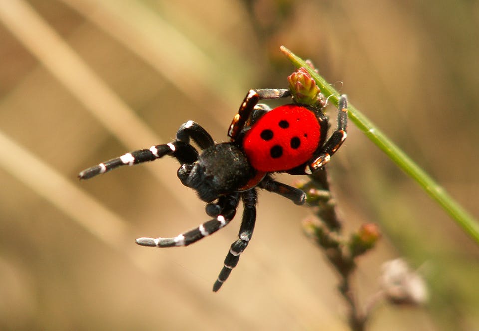 De spinnen laten zich zien hier zijn 5 feiten De spinnen laten zich zien hier zijn 5 feiten