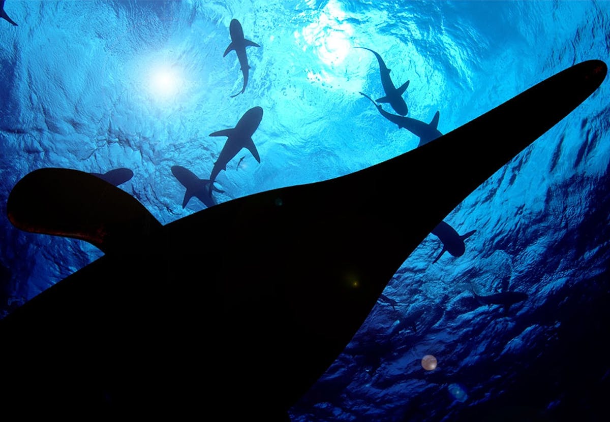 Blauwe vinvis valt in het niet: dit is het grootste dier ooit | wibnet.nl