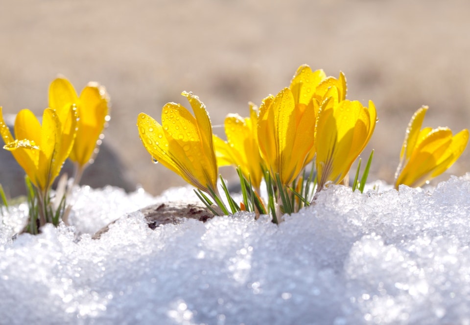 De lente begint steeds vroeger | wibnet.nl
